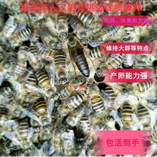 蜂王 高产中蜂王 蜜蜂王 土蜂王 阿坝王  优质新产中蜂产卵王