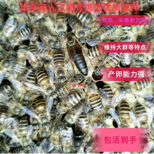 高产中蜂阿坝优质新产产卵蜂王