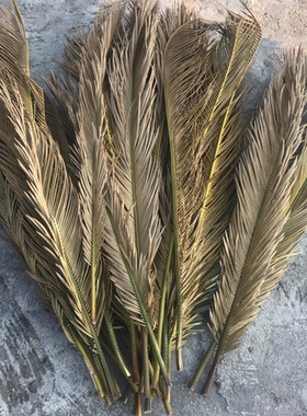 铁树叶干花 10支枯叶子 铁树枯叶婚庆装饰造景布置拍摄道具摆包邮