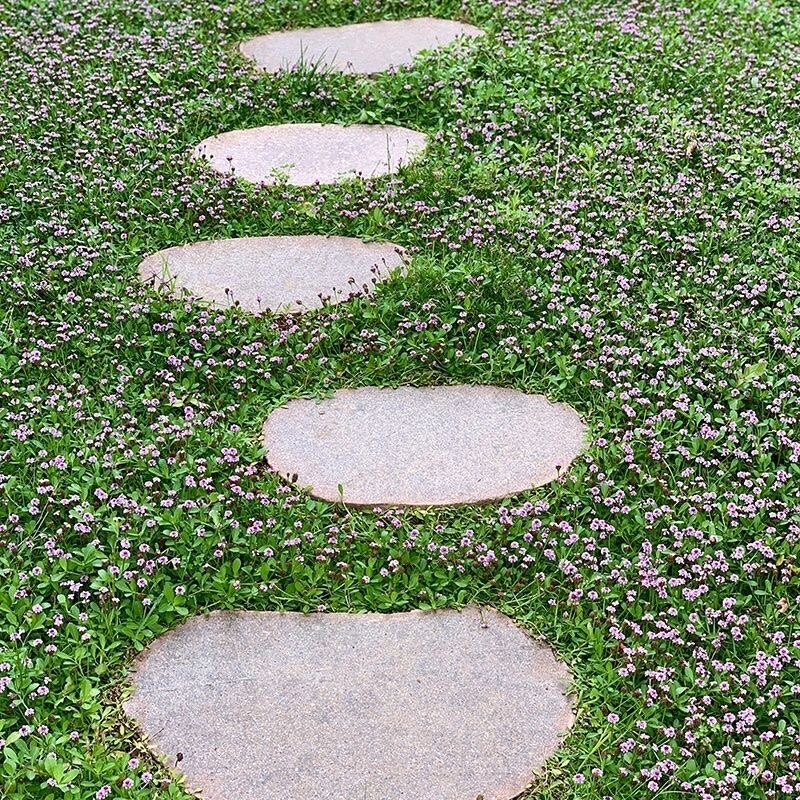 姬岩垂草草坪庭院景观耐旱室外绿化佛甲草中华景天玉龙草珍珠草