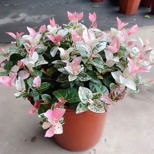 花叶络石花苗盆栽金叶络石吊兰四季垂吊耐热耐寒植物庭院绿植花卉