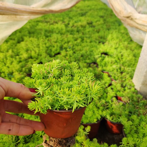 佛甲草过路黄中华景天四季耐寒多年生庭院绿化好活景天类常绿植物
