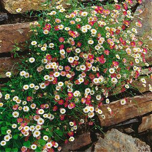 墨西哥飞蓬草盆栽大苗带花发货阳台庭院花园花镜垂吊开花瀑布植物