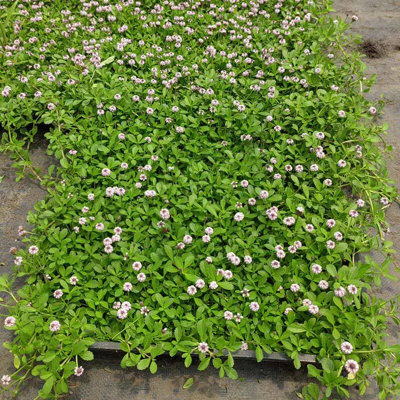 姬岩垂草会开花草坪钻石草坪地被低维护耐踩踏耐寒耐旱托盘苗基地