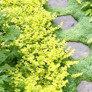 金叶过路黄瞳草熊猫堇金莎蔓苗耐寒地被宿根盆栽花镜阳台庭院植物