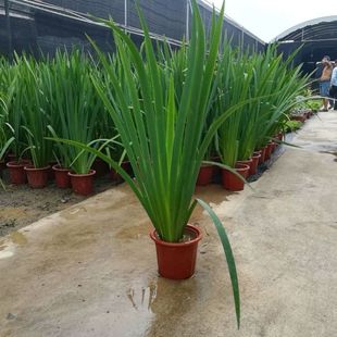 常绿水生鸢尾挺水植物池塘公园小区庭院净化水质花卉湿地绿化造景