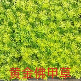 佛甲草草皮黄金金叶过路黄万年草中华景天佛甲草苗屋顶绿化坪植物