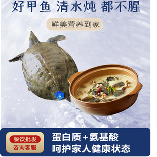 仙湖汉寿甲鱼2斤自然生长调理鲜活食用