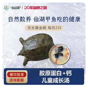 仙湖汉寿甲鱼1.5斤鲜活淡水正宗特惠水产品食用滋补佳品