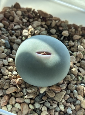 肉锥V嘴SH434种子 2026年新种子 请看详情