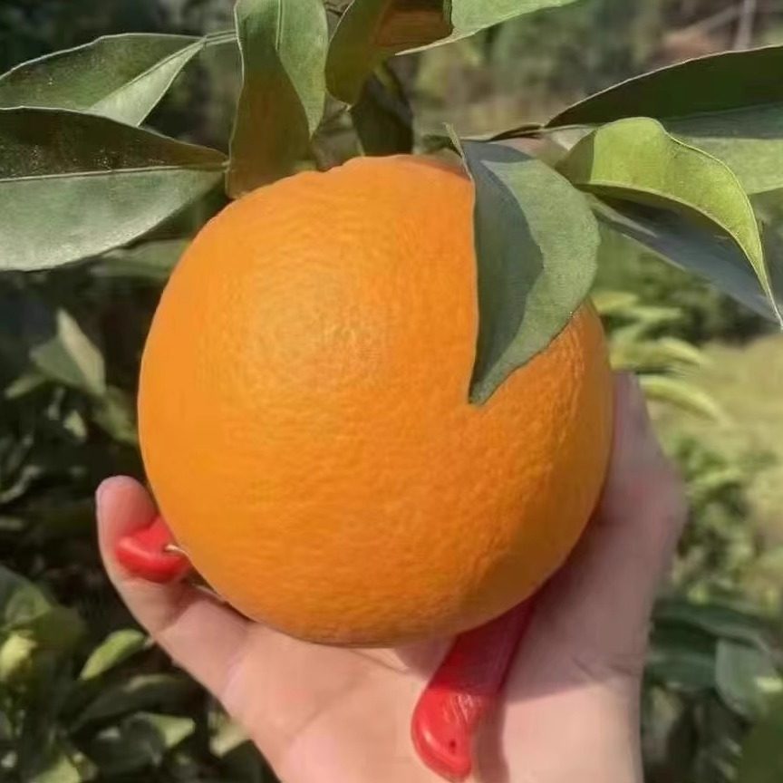 纽荷尔脐橙8度9.9斤现摘儿童水果