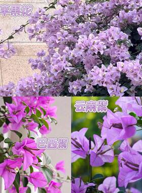 紫色系重瓣三角梅四季开花老桩带花苞树苗多色云南紫斑叶苹果花