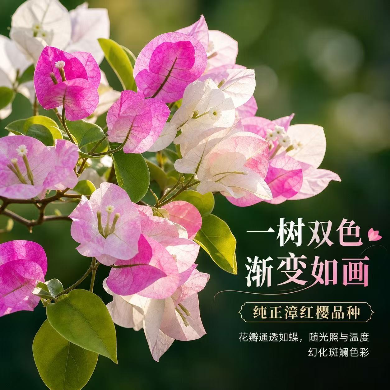 【漳红缨】重瓣粉色绿樱三角梅四季开花袋苗盆栽带花苞树苗多色