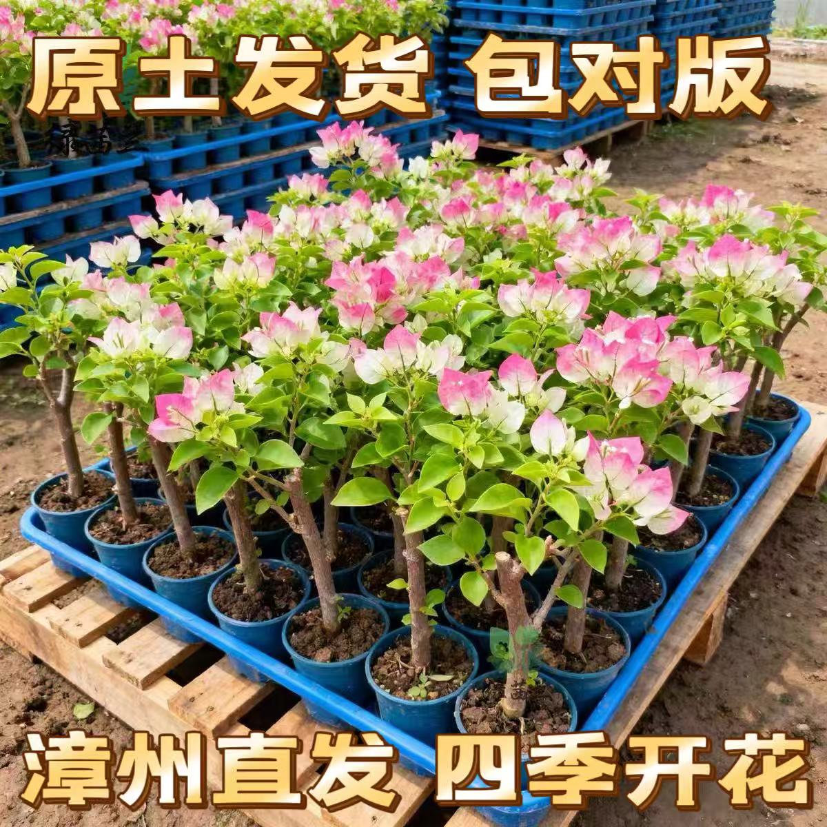重瓣三角梅四季开花老桩盆栽带花苞树苗多色绿樱漳红樱斑叶丽人图片