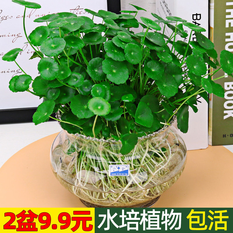 钱鱼草水培植物缸大叶水养绿植水带盆土培铜水草客厅花室内外栽卉