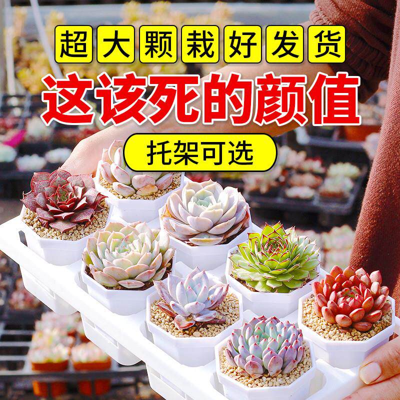 大颗多肉植物盆栽好养肉肉观音莲生石花A2桃蛋玉露紫乐多肉小屁股