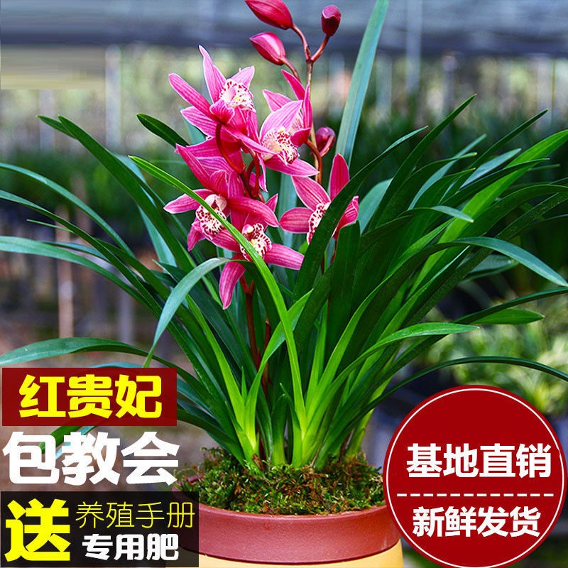 盆栽苗植物盆栽室内墨兰建兰蕙兰苗花卉大花浓香型兰花