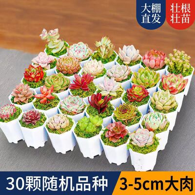 多肉植物组合新手套装