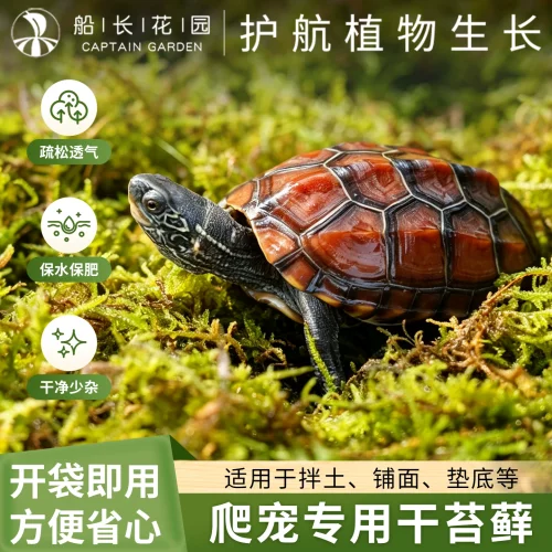爬宠乌龟寄居蟹冬眠干苔藓石斛文心兰蝴蝶兰铺面造景苔