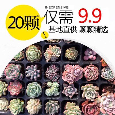 多肉植物组合新手套装