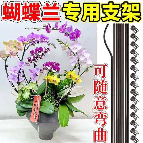 蝴蝶兰支架支撑杆爬藤蔓藤花卉固定专用花架花卉植物夹花定型夹子