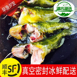 昂刺黄骨鱼鲜活野钓黄辣丁牛尾巴嘎牙子活鱼嘎鱼黄颡鱼丁鱼黄丫头