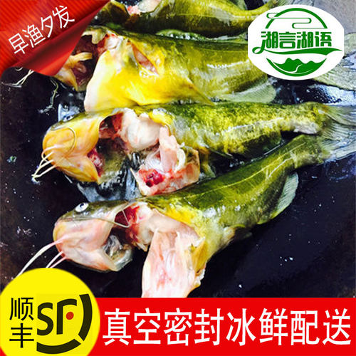昂刺黄骨鱼鲜活野钓黄辣丁