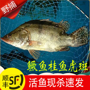 新鲜桂鱼鳜鱼鲜活大个体小原生大眼淡水大翘嘴鳜鱼冰鲜冷冻半成品