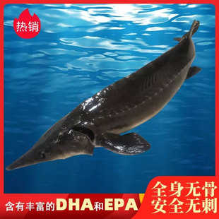 淡水食用中华鲟活鱼现杀软骨鳇鱼鲟龙鱼大鱼鲟鱼鲜活新鲜顺丰上门