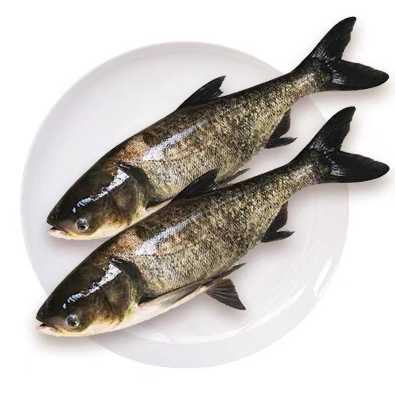 淡水胖头鱼3斤鲢鱼花莲鱼净重2.5斤～3斤活鱼现杀冷冻包邮东平湖