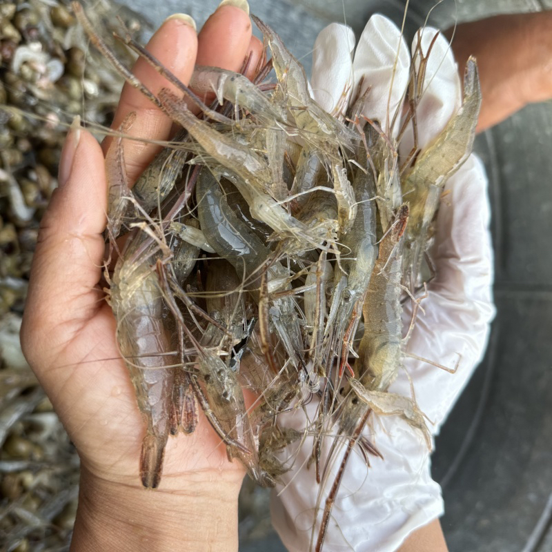 野生湖虾不分大小1斤装拍2斤包邮