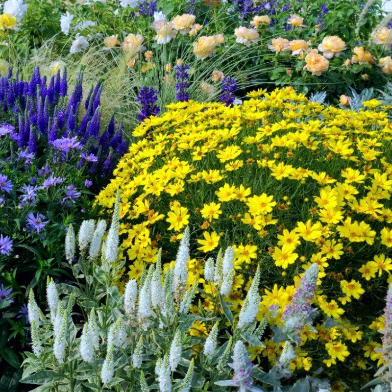 无性系  迷你金鸡菊 轮叶金鸡菊花苗  耐寒宿根花卉 【鲁虹园艺】