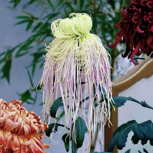 天门飞流  紫霄  紫岫 等 天门系列大菊花苗G1组【鲁虹园艺】