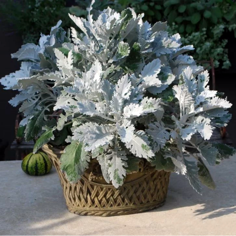 银叶菊  芙蓉菊盆苗  四季观叶观花  多年生耐寒植物【鲁红园艺】