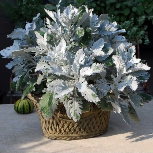 芙蓉菊多年生园艺观花植物