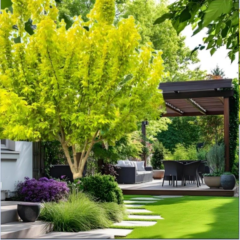 金叶复叶槭盆栽   花园景观优美花灌木  耐寒耐热 【鲁红园艺】