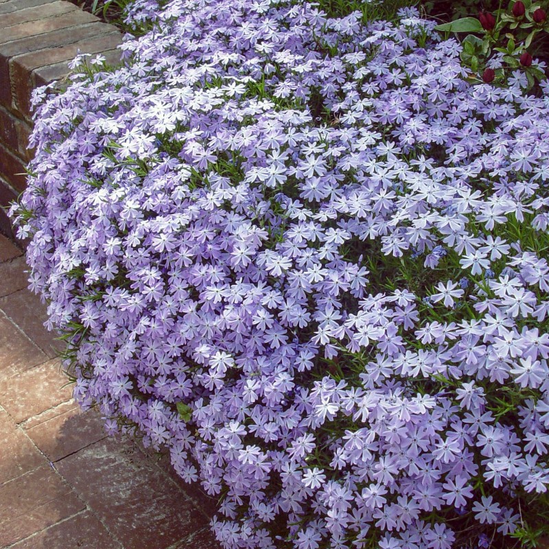 芝樱花苗 丛生福禄考各色   多年生耐寒地被宿根花卉【鲁虹园艺】