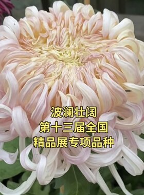 菊花大菊秋菊菊花苗