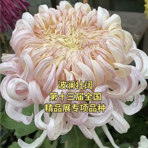 菊花大菊秋菊菊花苗