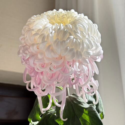 菊花秋菊菊花苗