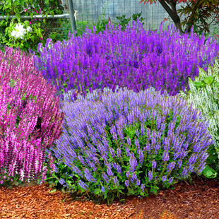 林荫耐寒宿根鼠尾草  波尔多 蓝山 四月夜鼠尾草盆苗【鲁虹花卉】