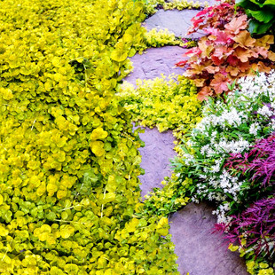 金叶过路黄盆苗  耐寒耐热耐晒多年生地被吊盆植物【鲁虹园艺】