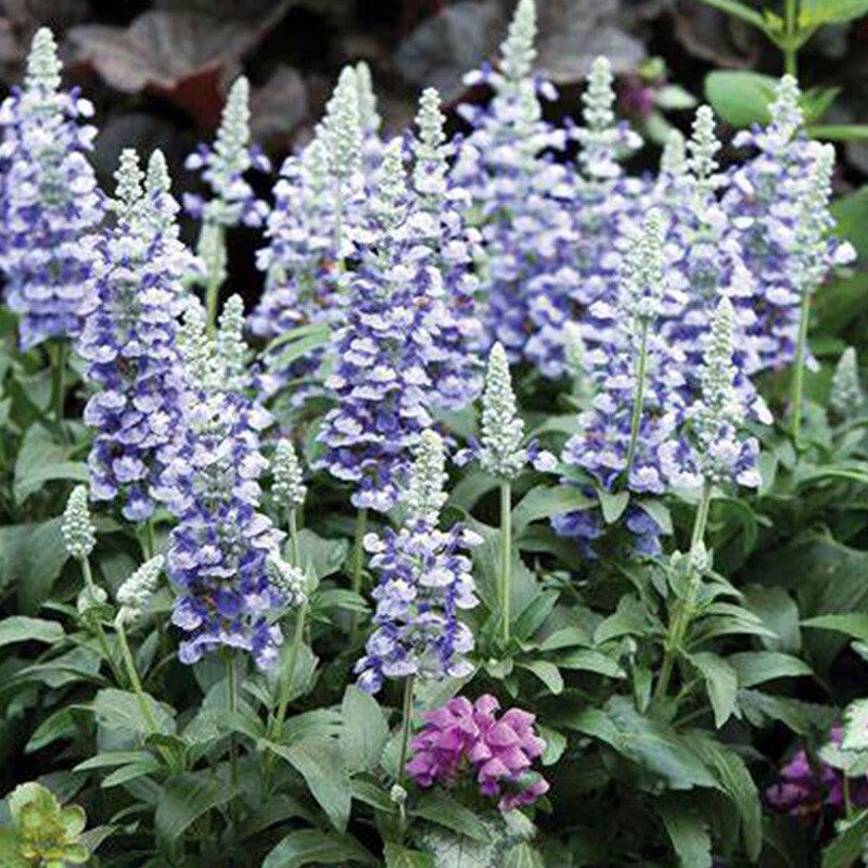 花苗耐热鼠尾草多年宿根花园四季