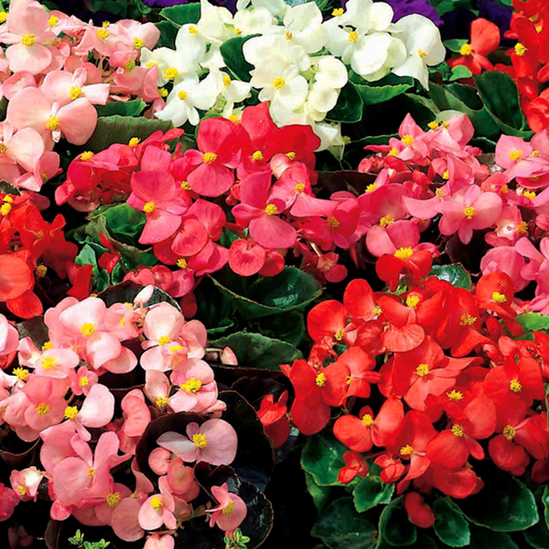 四季海棠大花比哥  巨无霸海棠盆栽  四季阳台花园  【鲁虹花卉】