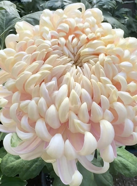 国华长春 藏王 巨匠  凯旋 等 国华系列大花菊苗B2组【鲁虹园艺】