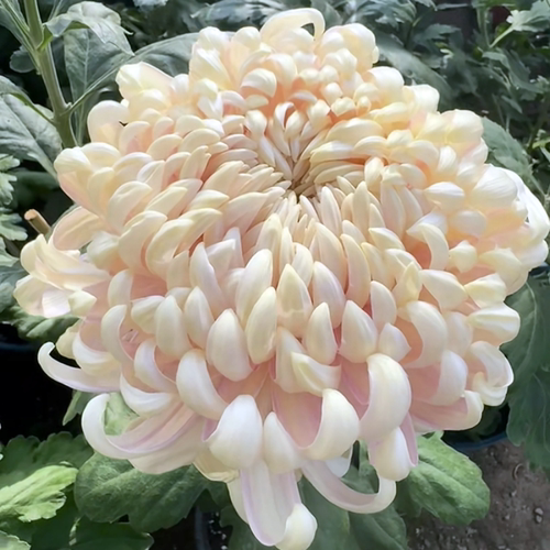国华长春 藏王 巨匠  凯旋 等 国华系列大花菊苗B2组【鲁虹园艺】