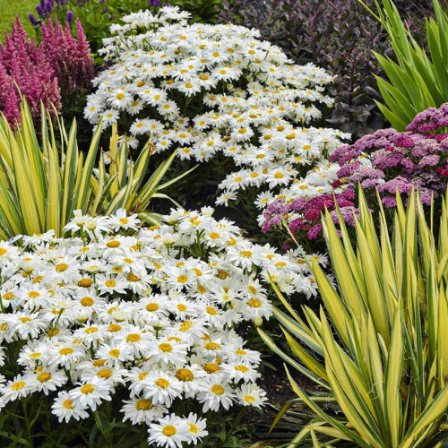 宿根鲁虹滨菊多年生庭院春秋耐寒