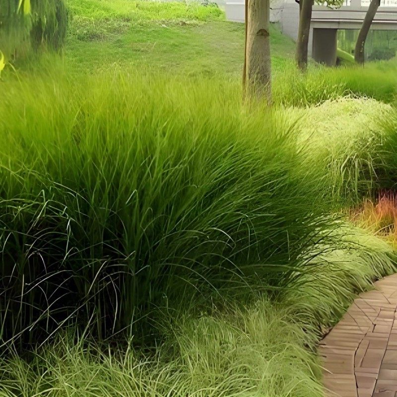 细叶芒晨光芒盆苗   多年生耐寒耐热观赏草 景观植物【鲁虹园艺】