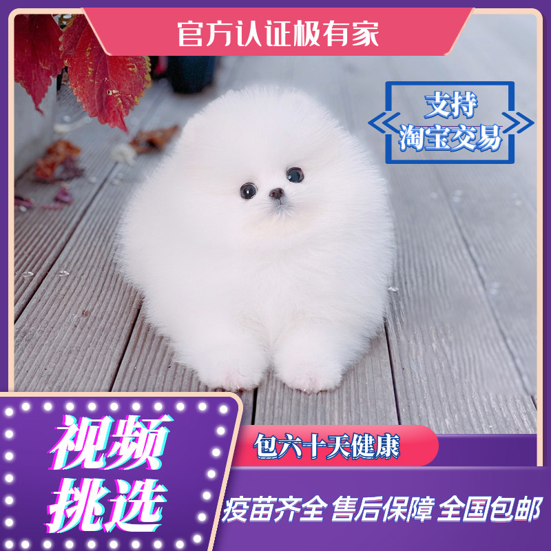 纯种白博美幼犬茶杯犬小型可爱迷你长不大活体俊介犬宠物真小狗狗