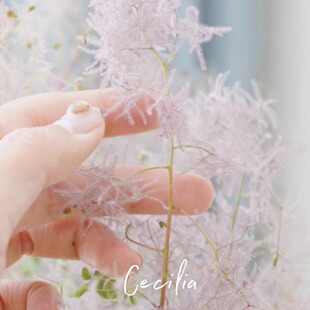 Cecilia 雾中情人鲜花清新梦幻水培绿植花束干花云南基地直发空运